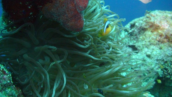Red Sea