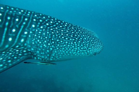 Dhidhdhoo, Maldives