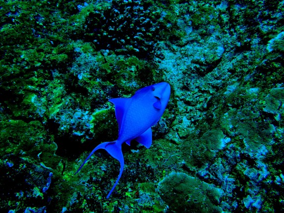 Islas Similan. (Tailandia)