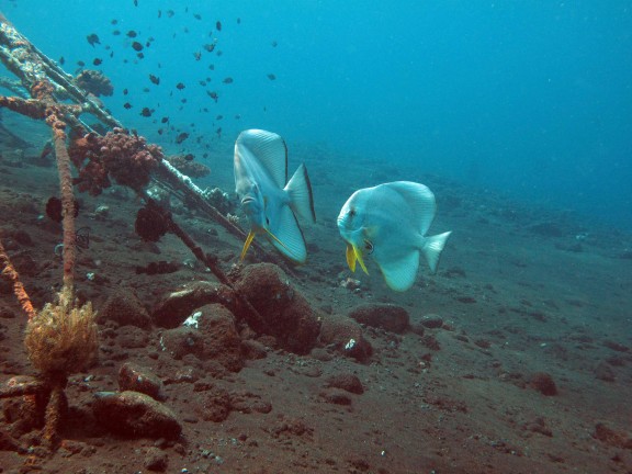 Kubu, Indonesia