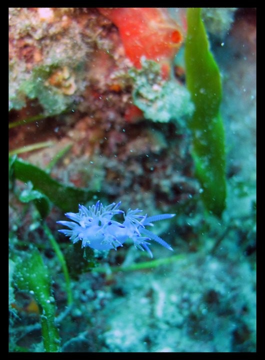Red Sea