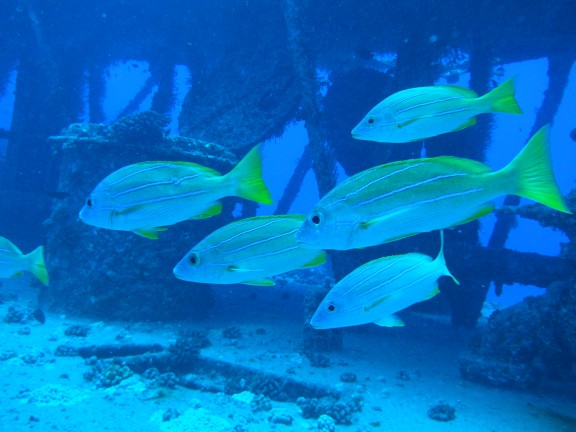 Honolulu, United States