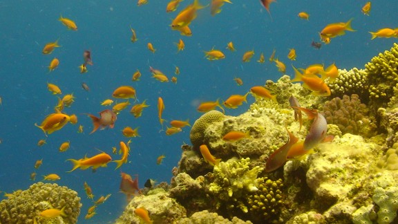 Red Sea