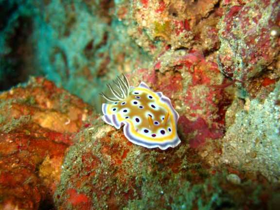 Andaman, Indien