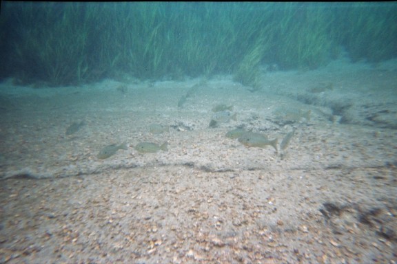 Florida, Rainbow River