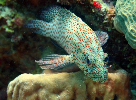 Bayahibe, Dominikanische Republik
