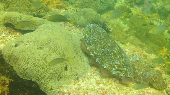 The Gulf of Oman