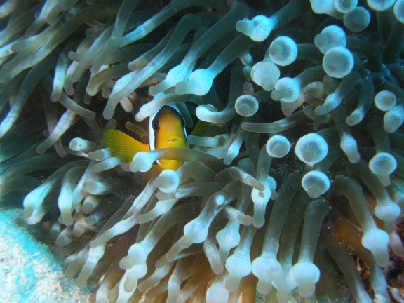 Qesm Sharm Ash Sheikh, Egipto