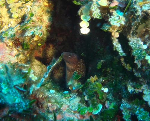 Mellie?a, Malta