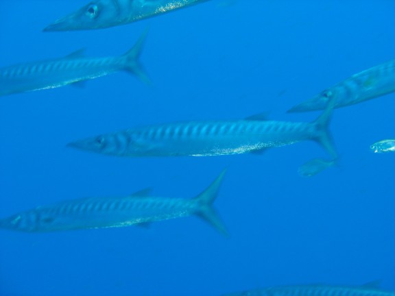Felanitx, Spanien