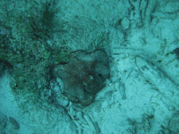 Kralendijk, Caribbean Netherlands