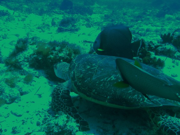 Quintana Roo, Mexico