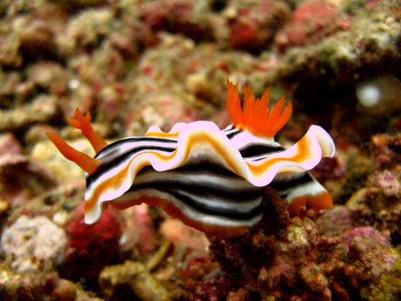 Cebu, Filippinerna