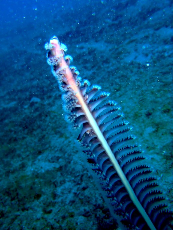 Andaman, India