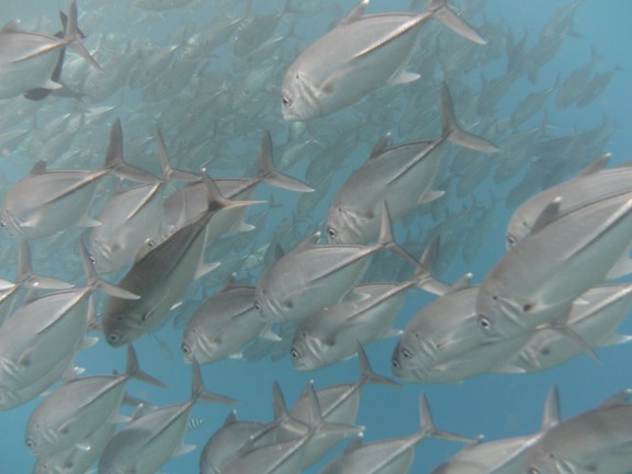 Kubu, Indonesia