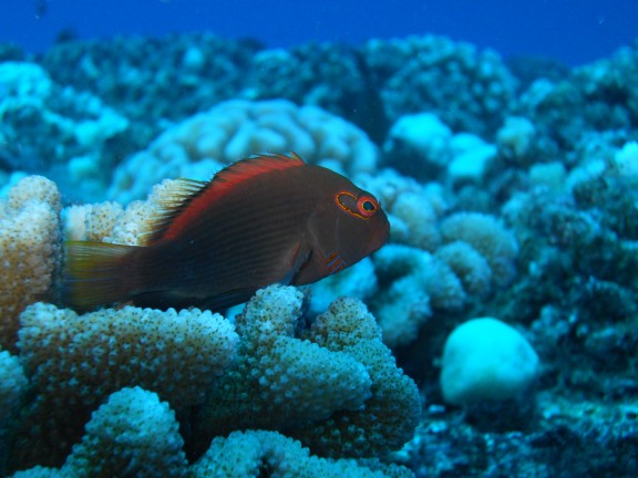 Honolulu, United States