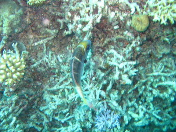 Queensland, Australia - fish