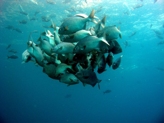 Galapagos Islands