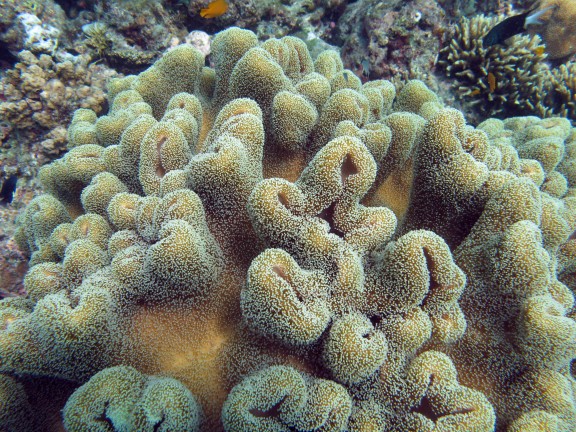 Gerokgak, Indonesia
