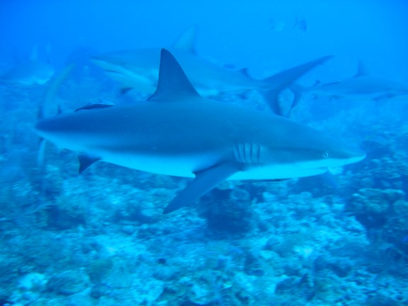 Honduras Roatan