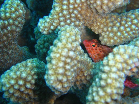 Biyadhoo