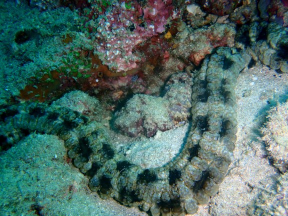 Andaman, India