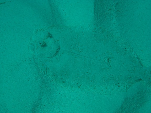 Cancun, Mexico - fish