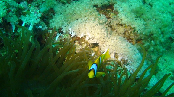 Red Sea