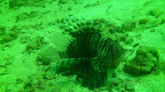The Gulf of Oman