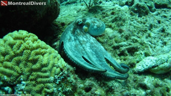 Bonaire