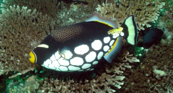 Malaysia