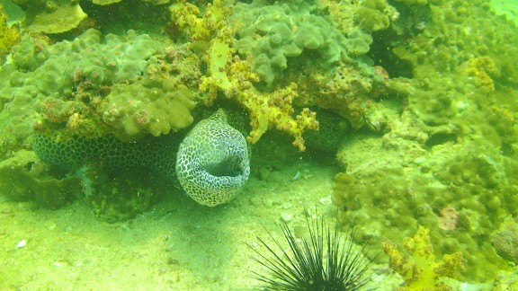 The Gulf of Oman
