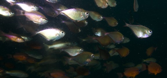 Matutuíne District, Mozambique - fish