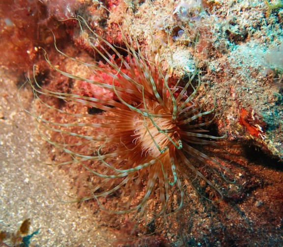 Mogán, Spanien