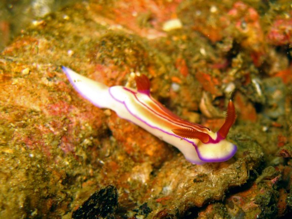 Cebu, Filippinerna