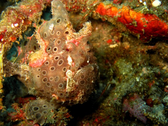 Baturiti, Indonesien