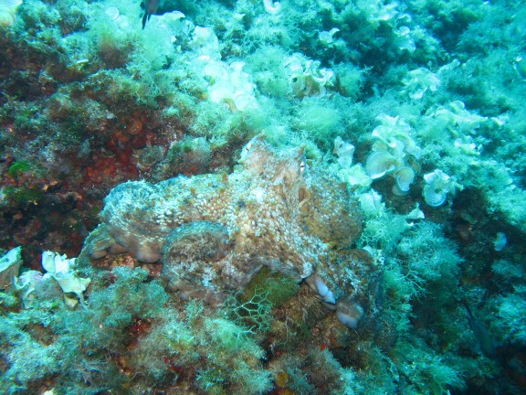 Reef Cala Serena