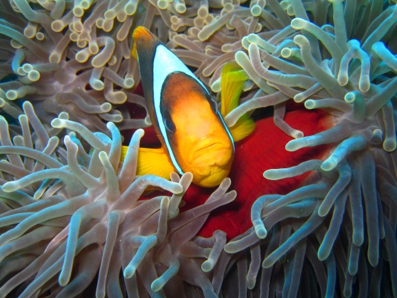 Qesm Safaga, Egypt