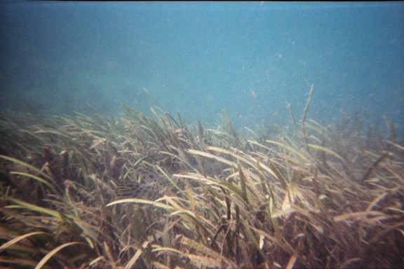 Florida, Rainbow River
