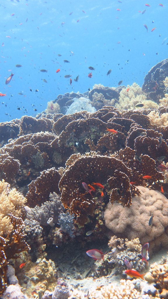Qesm Sharm Ash Sheikh, Egypt
