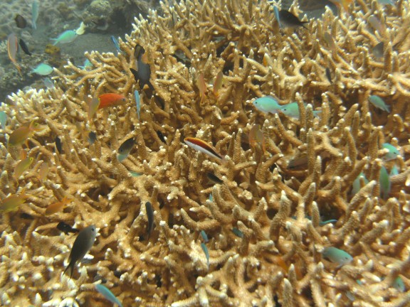 Kubu, Indonesia
