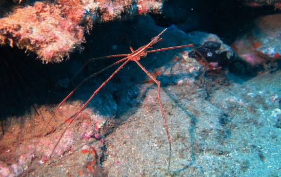 Mogán, Spanien