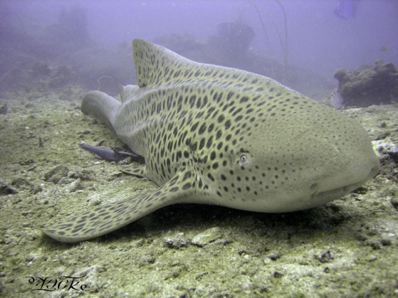 New Zealand - fish