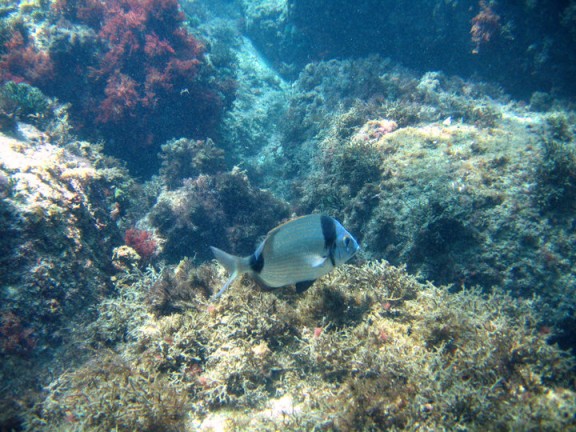 Torroella de Montgrí, España