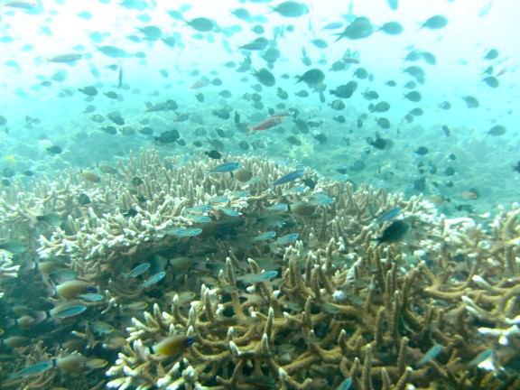 Kubu, Indonesia