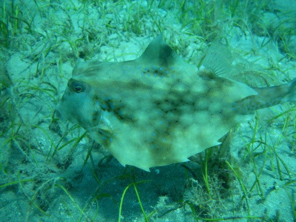 3,3 - fish