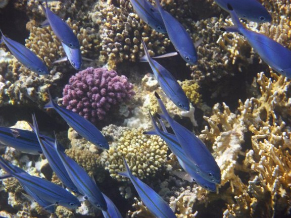 Dahab, Egypt