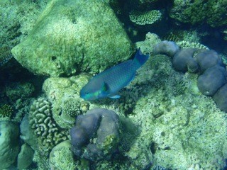 Fihalholi, Maldives