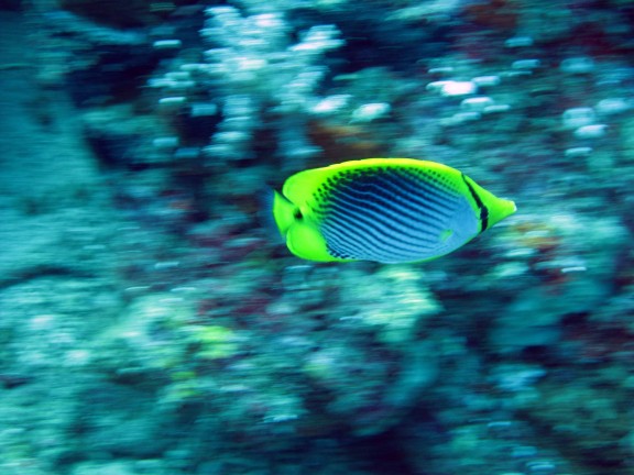 Gerokgak, Indonesia