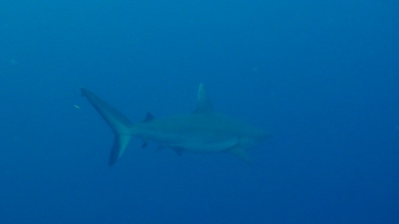 Red Sea